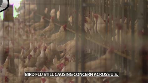 Ticker: Bird flu still taking toll on industry; Russian consumers feel themselves in a tight spot as high inflation persists