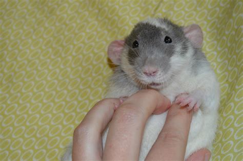 Tickling Rats Makes Them Laugh And Jump For Joy - YouTube