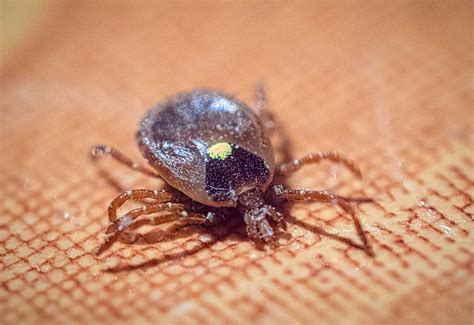 Ticks: Diseases and prevention of this appalling arachnid