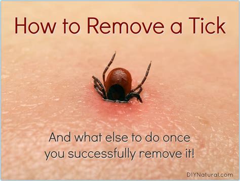 Ticks: How to Avoid Them and What to Do If You Get Bit - Munson …