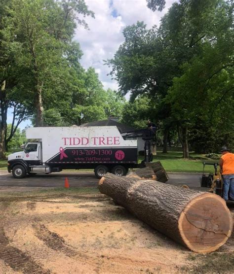 Tidd tree.  They offer a wide range of expert services including tree tri...