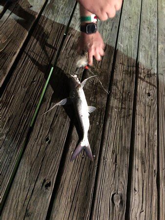 Tides4fishing freeport tx. Things To Know About Tides4fishing freeport tx. 