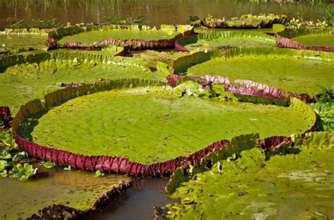 Tiefland-Amazonas: Koordinaten, Beschreibung