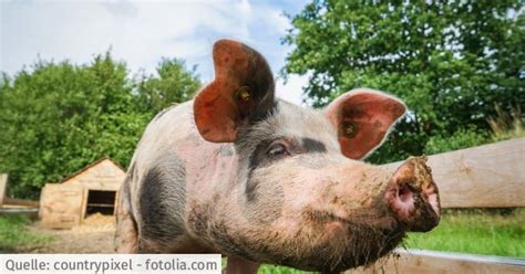 Tierwohl Verbraucherzentrale Bundesverband