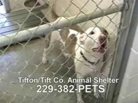 Tifton animal shelter. Things To Know About Tifton animal shelter. 