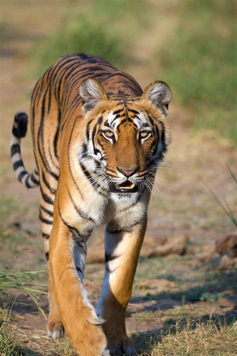 Tiger - Wikipedia