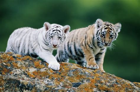 Tiger And Cub Photos et images de collection - Getty Images