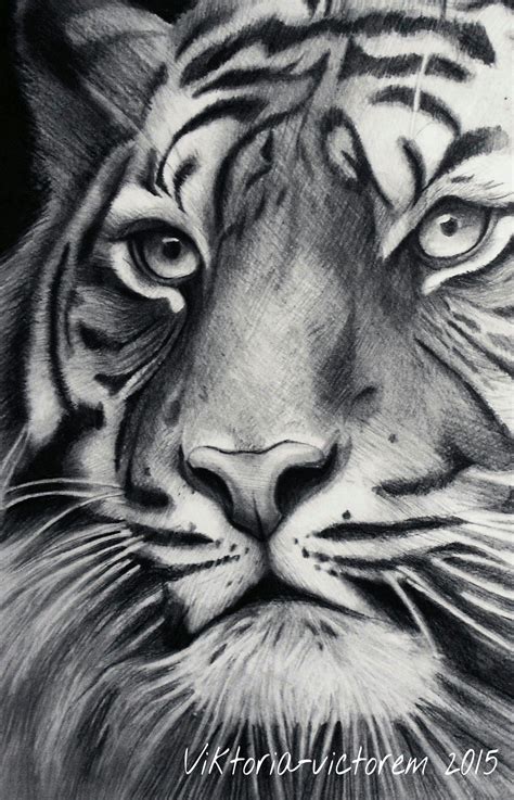 Tiger Animal Drawing