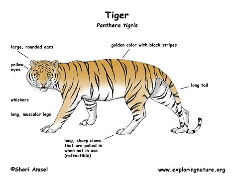 Tiger Structures