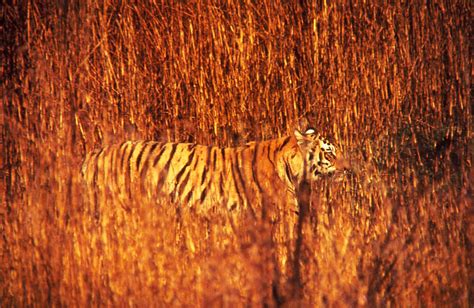 Tiger Tall Grass