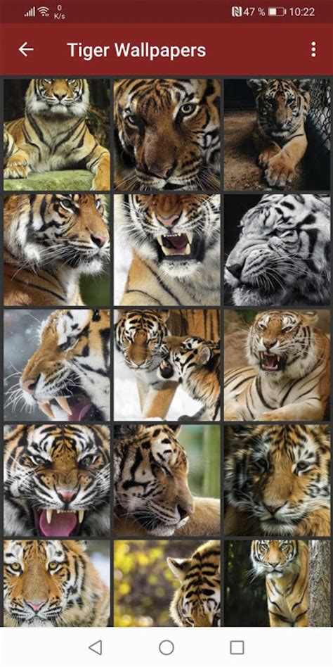 Tiger Wallpapers APK Download for Android 