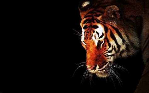 Tiger black tiger. Things To Know About Tiger black tiger. 
