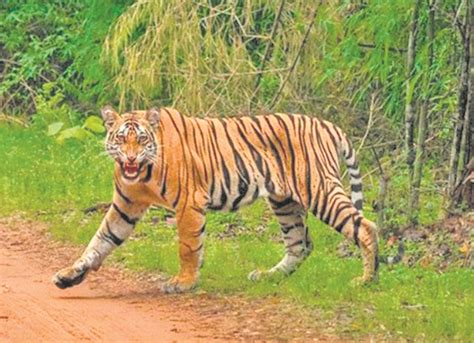 Tiger death tally alarming in India in 2024 alone, 27 in first two ...