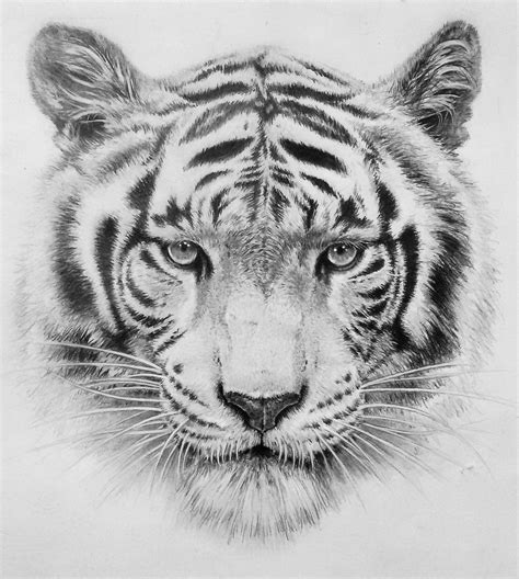 Tiger drawing. Things To Know About Tiger drawing. 