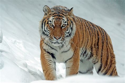 Tiger egenskaper