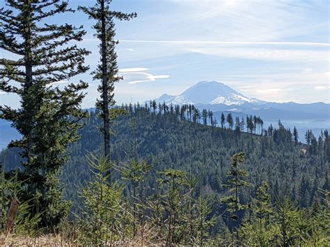 Tiger mountain washington. Both the Bengal and Sumatran tiger subspecies live in jungles. Tigers live in a broad range of habitats that also include mangrove swamps, grasslands, savannas, evergreen forests a... 