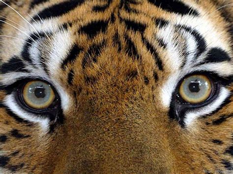 Tiger of eyes. Tiger eyes are also used in traditional medicine to treat various ailments, as they are believed to have healing properties. Conclusion: The Enigma of Tiger Eye Color. In conclusion, the eye color of tigers is a unique and fascinating phenomenon that has captured the attention of people for centuries. The science behind the eye color of tigers ... 