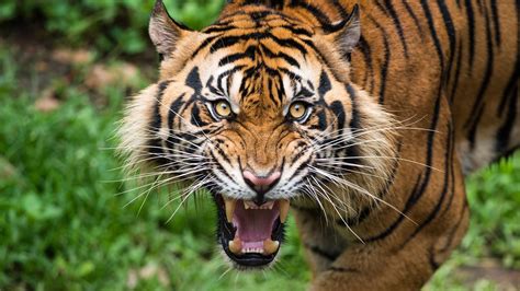 Tiger roar. Things To Know About Tiger roar. 