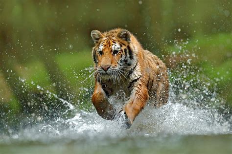 Tiger running. Nepal is on track to double its wild tiger population in under 10 years. Once upon a time, the world was overrun with tigers. Less than a century ago, as many as 100,000 of the big... 