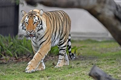 Tiger sanctuaries are a hit on Netflix. But do you know how LSU …