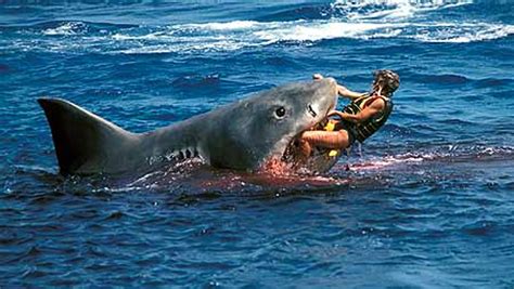 Tiger shark attacks. Things To Know About Tiger shark attacks. 
