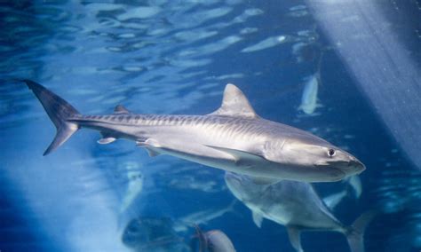 Tiger shark hawaii. Leiomano is a word in the Hawaiian language and may have been derived from lei o manō, which means "a shark's lei ." [2] The weapon resembles a thick ping-pong paddle inset with shark teeth. The tiger shark is the preferred source. These teeth are placed into grooves in the club and sewn into place. 