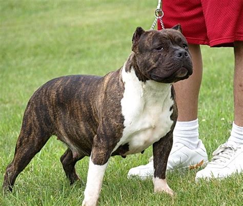 A reverse brindle pit bull has a coat pattern of extensive stripes that mask the background coat color, giving the dog the appearance of being black or black with light markings. Normal brindle is a pattern of dark stripes on a light backgr.... 