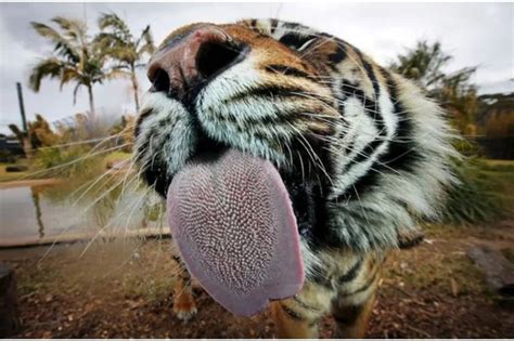 Tiger tongue. Nov 15, 2011 · The study of lion and tiger vocal folds and how they produce roaring -- vocalizations used by big cats to claim their territory ... how the tongue and jaw move, and movement of muscles and ... 