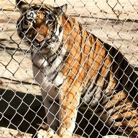 Tiger world nc. Sep 1, 2017 · Tiger World/Facebook. If you and your family are animal lovers who want to learn more about these amazing creatures, you must visit Tiger World as soon as you can! Tiger World Endangered Wildlife Preserve is located at 4400 Cook Rd., Rockwell, NC 28138. 