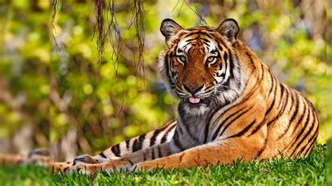 🔥 Tiger_Cock69 Leaked [CLIP]