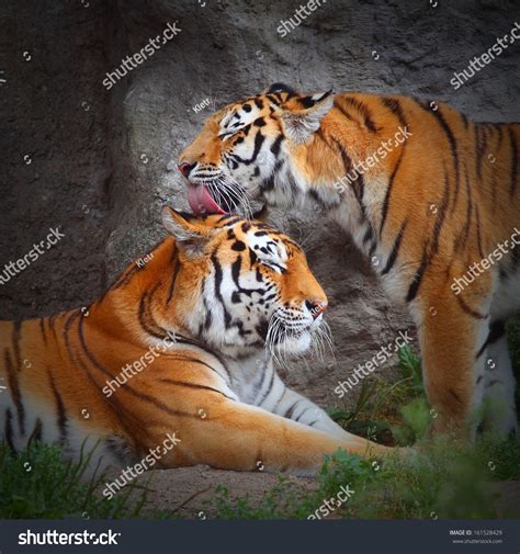 Tigercouple Onlyfans Leaked [SEX VIDEO] 🍌 51 Vids