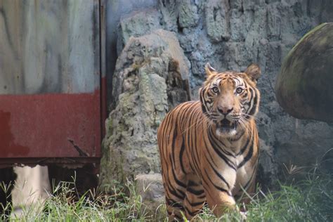 Tigers - Education For Nature - Vietnam