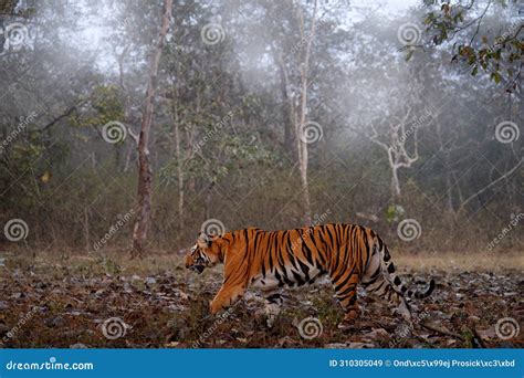 Tigers of India Mejastic of kabini In the morning mist …