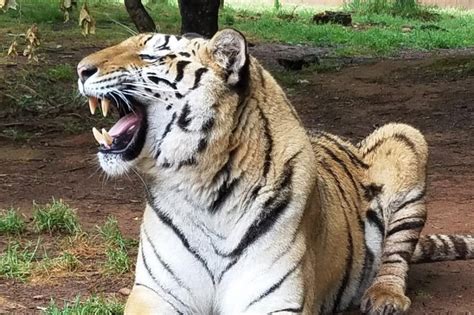 Tigers that escaped after possible tornado recaptured in Georgia