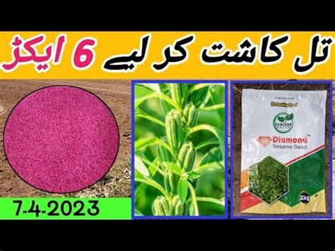 Til ka rate haryana. .  ...