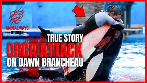 Tilikum attack full video. .  <a href=https://art-volzhskiy.ru/vm6ohom1k/...