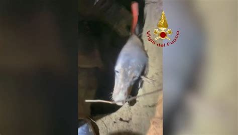 Tilkiyi kovalarken çukurda mahsur kalan köpek kurtarıldı - Son Dakika Haberleri