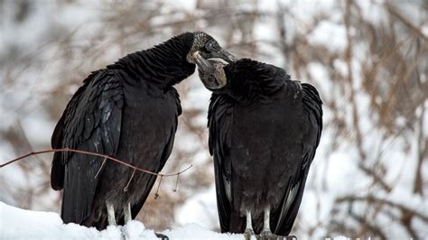 Till Death Do Them Part: 8 Birds that Mate for Life