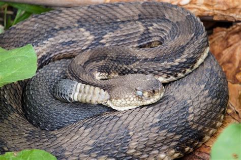 Timber rattlers. Timber rattlers (Crotalus horridus) are the largest venomous snake in New York. They can grow more than six feet long. It was difficult to tell the size of this one, but it was definitely mature, as big around as my … 