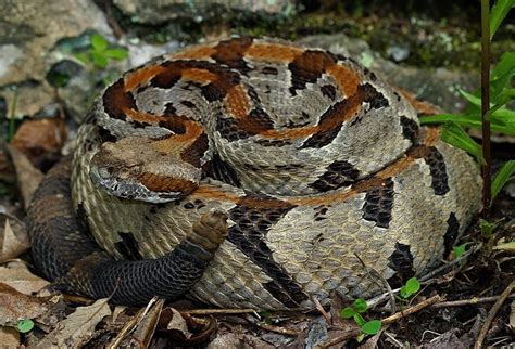 Description. Timber rattlesnakes are large, heavily-bodied p