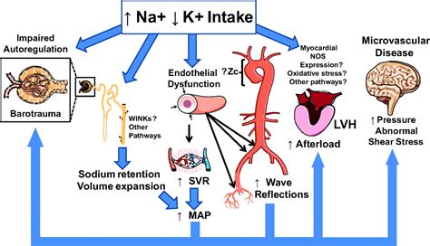 Time Course of Change in Blood Pressure From Sodium