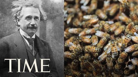 Time Explains: Why Bees Are Going Extinct TIME - YouTube