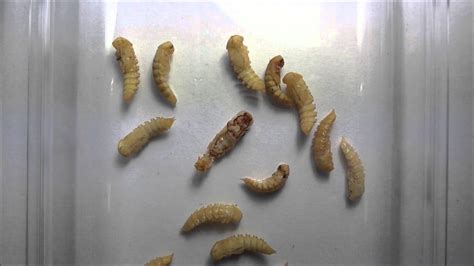 Time lapse of mealworm becoming a darkling beetle (Full HD)