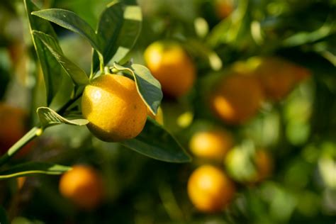Time to buy Texas oranges is now, but expect higher prices