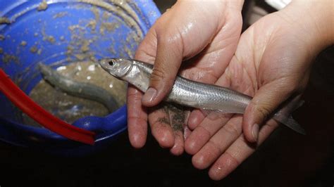 Time to get fishy with it: What to know about California grunion run