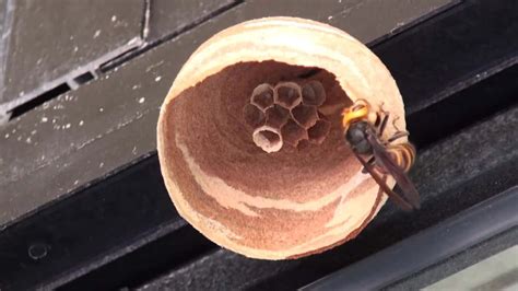 Timelapse Video Of A Queen Building A Nest!