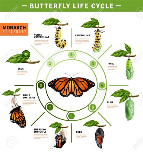 Timeline: The Life Cycle of a Butterfly - Padlet