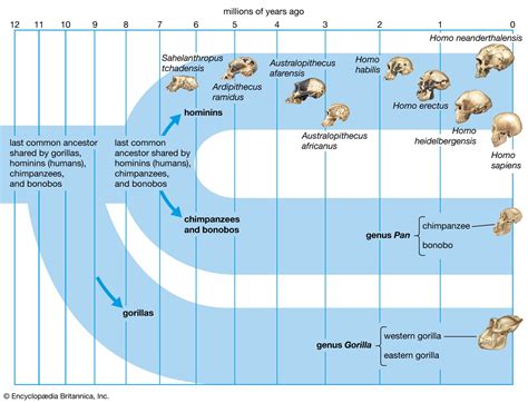 Timeline of Human Evolution History Science Wiki