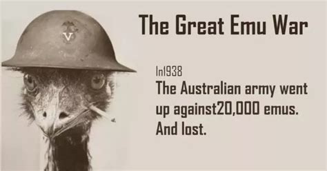 Timeline of the Great Emu War Timetoast timelines