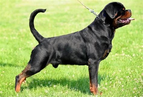 Timit tor rottweiler. Duration of welfare impact. Dilated cardiomyopathy reduces life-span in affected Rottweilers. The duration of suffering for those dogs with the disease may be very short, with apparently healthy animals affected by the disease dying suddenly due to dysrhythmia. It can be much longer – weeks or months – in cases in which there is progressive ... 